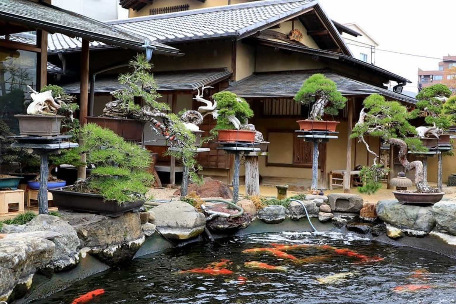 japan Koi pond2