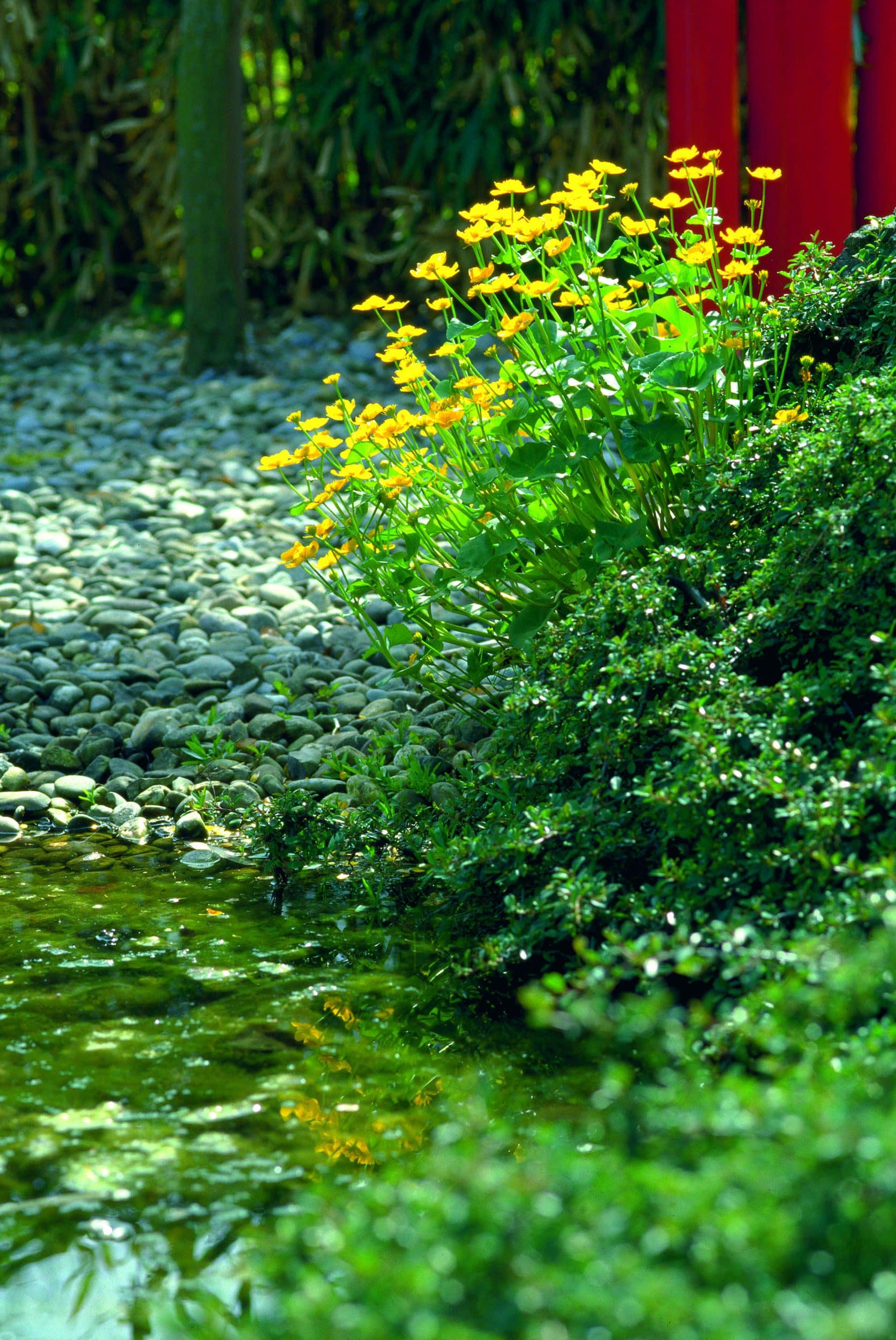 Pond plants are your secret weapon when it comes to preventing nuisance pond algae. They are extremely efficient at sucking up free nutrients in your pond, and are capable of out-competing nuisance algae completely. If you have plenty of pond plants and good sunlight, you have the perfect recipe to keep nuisance algae at bay - permanently. The are hands down, the easiest and most effective way to prevent nuisance algae.