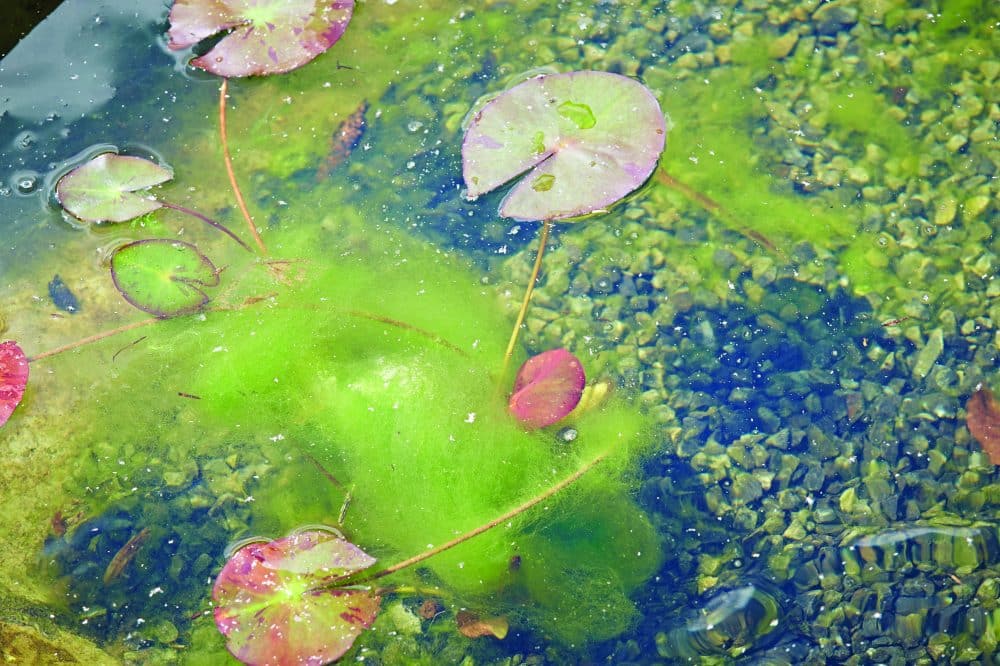 Blanket weed is a stringy, fibrous green algae that grows in thick green 'blankets' on the walls and base of your pond.