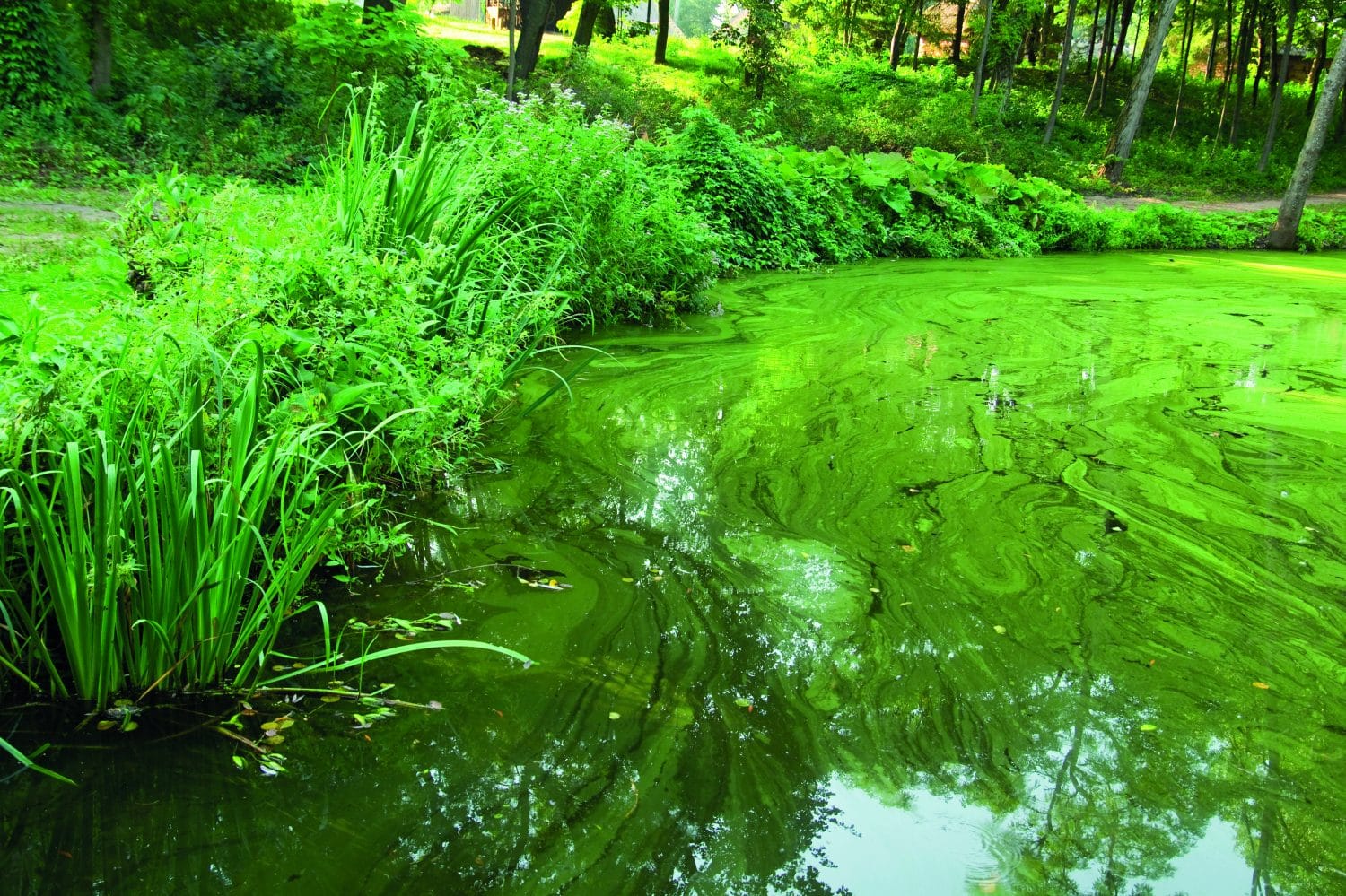 Green water is when your pond water literally looks green. Depending on how bad it is, you may not be able to see very far into the water.