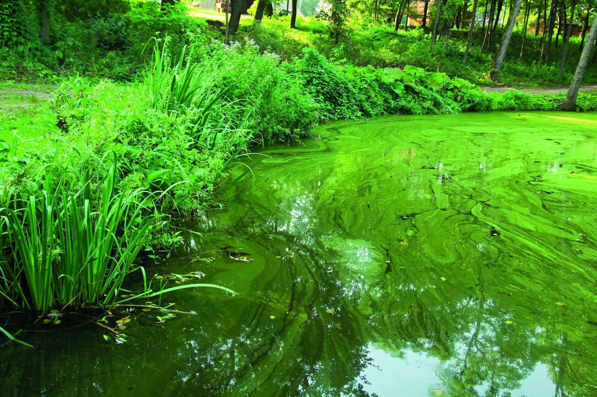Nuisance Pond Algae Prevention Guide - The Pond People