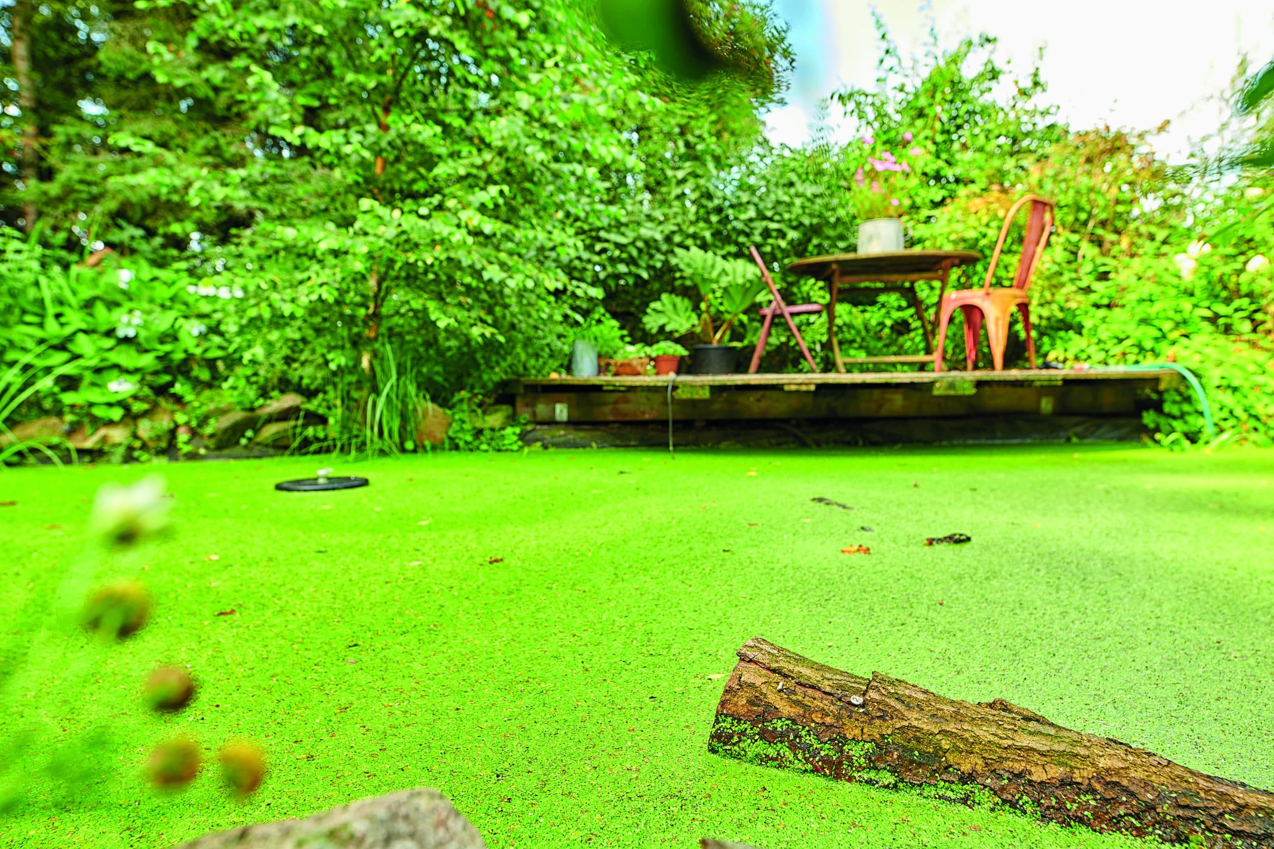 Duckweed forms tiny floating leaves that multiply rapidly.