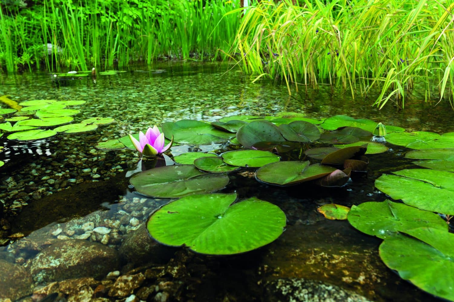 Healthy plants play a big role in keeping your pond balanced and beautiful. Spring is a great time to introduce new plants to your pond or surrounding areas.