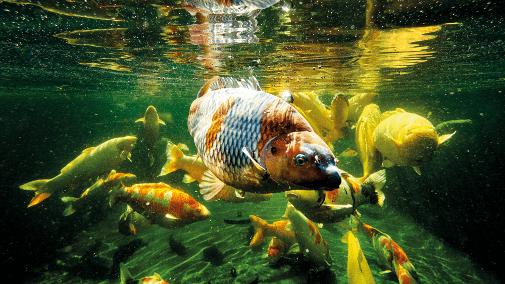 Your pond begins to wake up and so do your fish. follow these early season fish health tips.