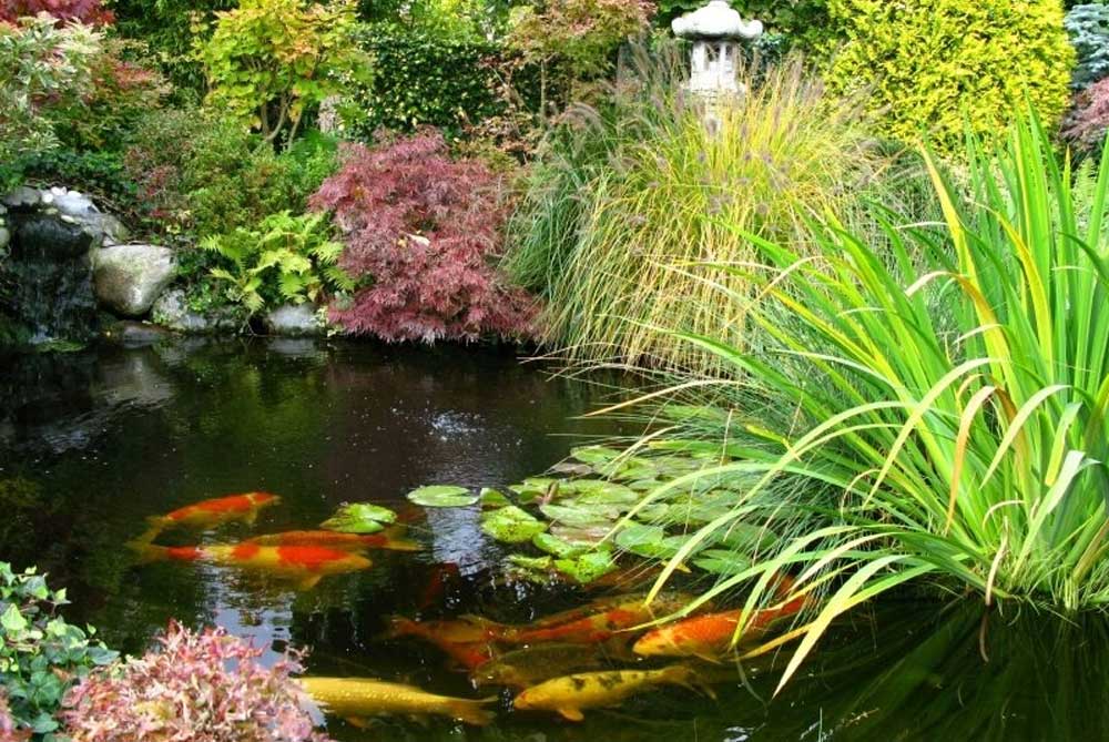 Should I feed my fish during winter? 9 Should I feed my fish during winter?