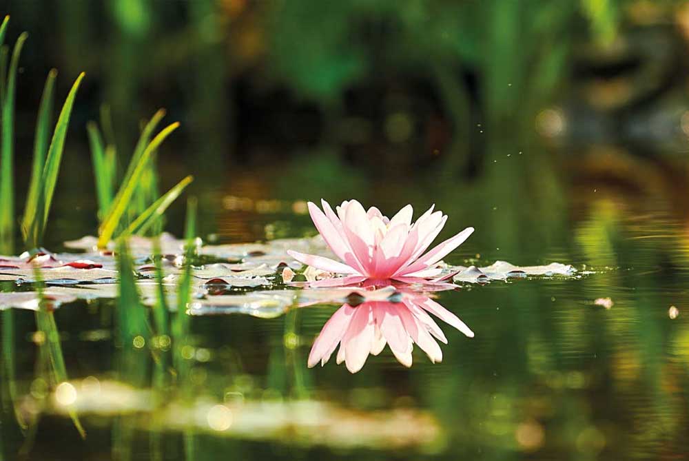 What do I do with my water lilies in winter?