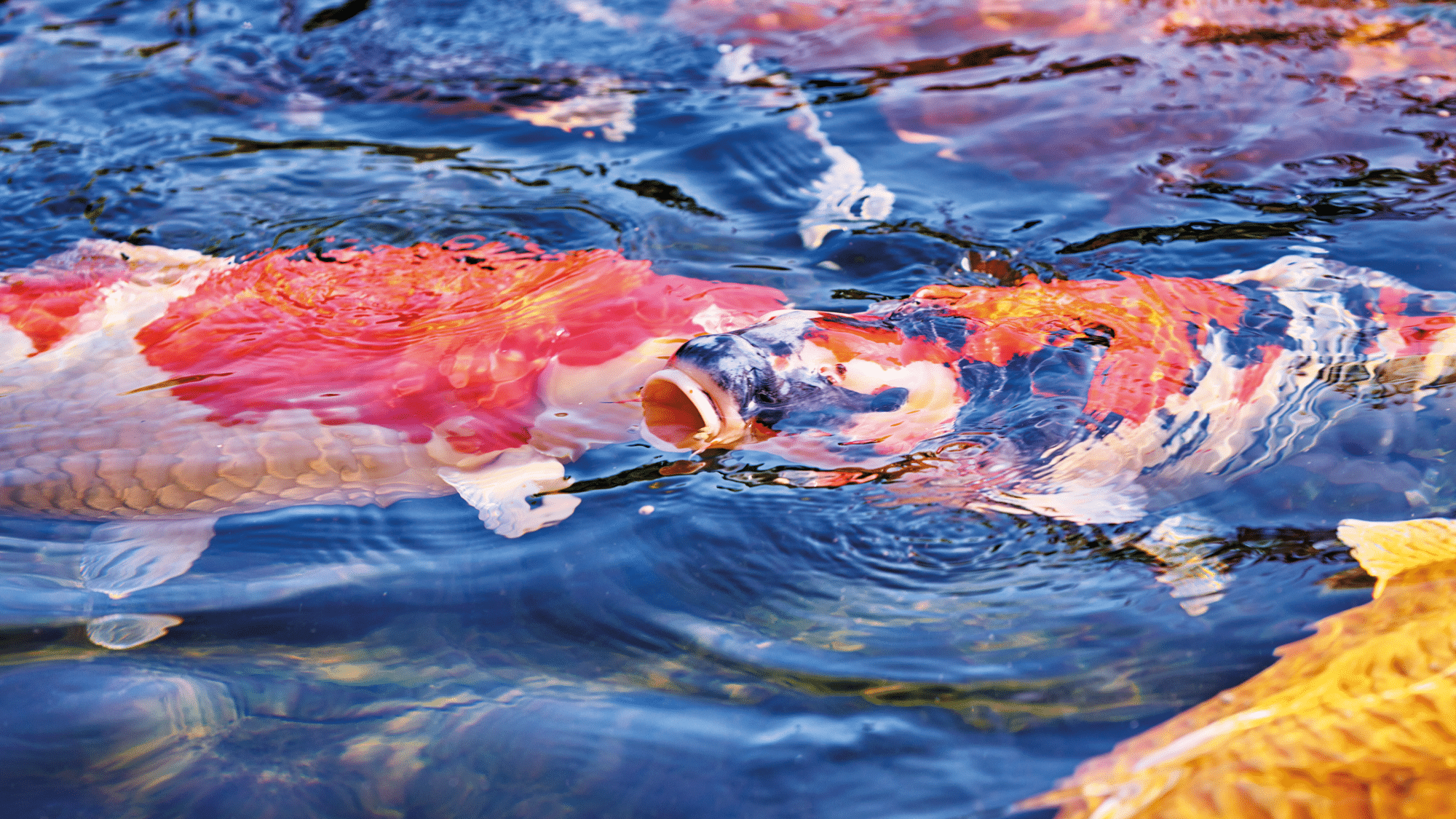 When should I start feeding my fish?