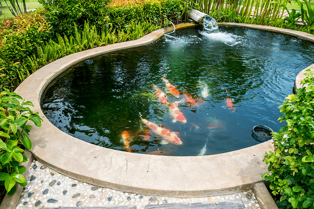 What is the best shape for my garden pond?